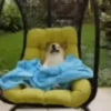 Reações do cão 13