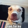 🐕 Coitadolândia de Cachorrinho 27