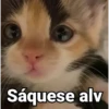 🤎Gatitos con Frases⓷🐈‍⬛😼 10