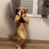 Perritos bailando pal chat 🤣 6