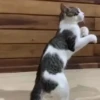 Gatos sin Sentido 2😺🖤 9