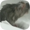 🐭 Ratitas Animadas 🐁 19