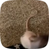 🐭 Ratitas Animadas 🐁 6