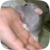 🐭 Ratitas Animadas 🐁 18