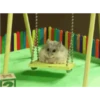 Hamster 🐁🩷🐀 14