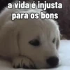 🐕 Coitadolândia de Cachorrinho 29