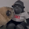 DMX