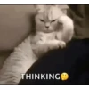CAT 🩷 16