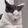 Random Cat's🐱🐾 18
