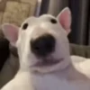 Reações do cão 5