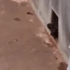 Macaco abandonado  5