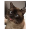Gatito sacando la lengua 💋😝 5