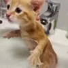 Gatos sin Sentido 2😺🖤 20