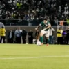 Palmeiras 5