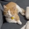 Random Cat's🐱🐾 11