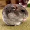 Hámster🐹⭐ 11