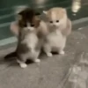 KICAU MANIA 8