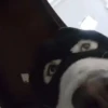 🎵 TIKTOKeando 32🎵 21
