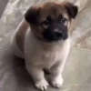 Cats and dogs 28