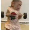 Monkey 14