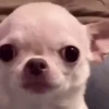 Animais Engraçados | Memes 🐾 13