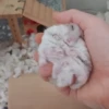 Hámster🐹⭐ 14