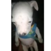 Mascotas Tiktok😼🐶 5