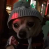 Perros randomcitos 🐶🐾🤭 8