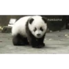 Pandaa 🐼 14
