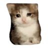 Historias Gatunas Gatos 22