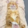 Gatos sin Sentido😺🖤 25