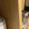 FuNnY CaTs ✨🐱 5