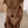 GIFs de Cachorros Reações 3 🐶 9