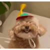 DogsFOFOS 19