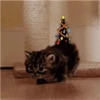 Pets no natal 9