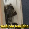 Cachorros debochados 13