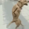 Cachorro Dançando