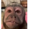 Más Monkys 🐵 8