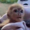 Macacos 11