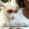 Funny Goat 🐐 8