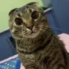 Gatos 2 7
