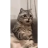 Historias Gatunas Gatos 15