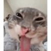 Meme Sticker Viral 13