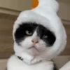 FuNnY CaTs ✨🐱 10