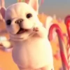 Perro pibble tiktok🔥 9