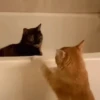 Ay mi gatito miau 😺Don Ramón🗣️ 23