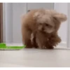 DogsFOFOS 11