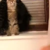 Gatinhos 🐾🐾🐾🐾🐾🐾 24