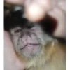 Monky amigos oficial 🐵 29