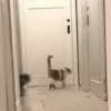 Ay mi gatito miau 😺Don Ramón🗣️ 19